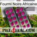 African Black Ant 10